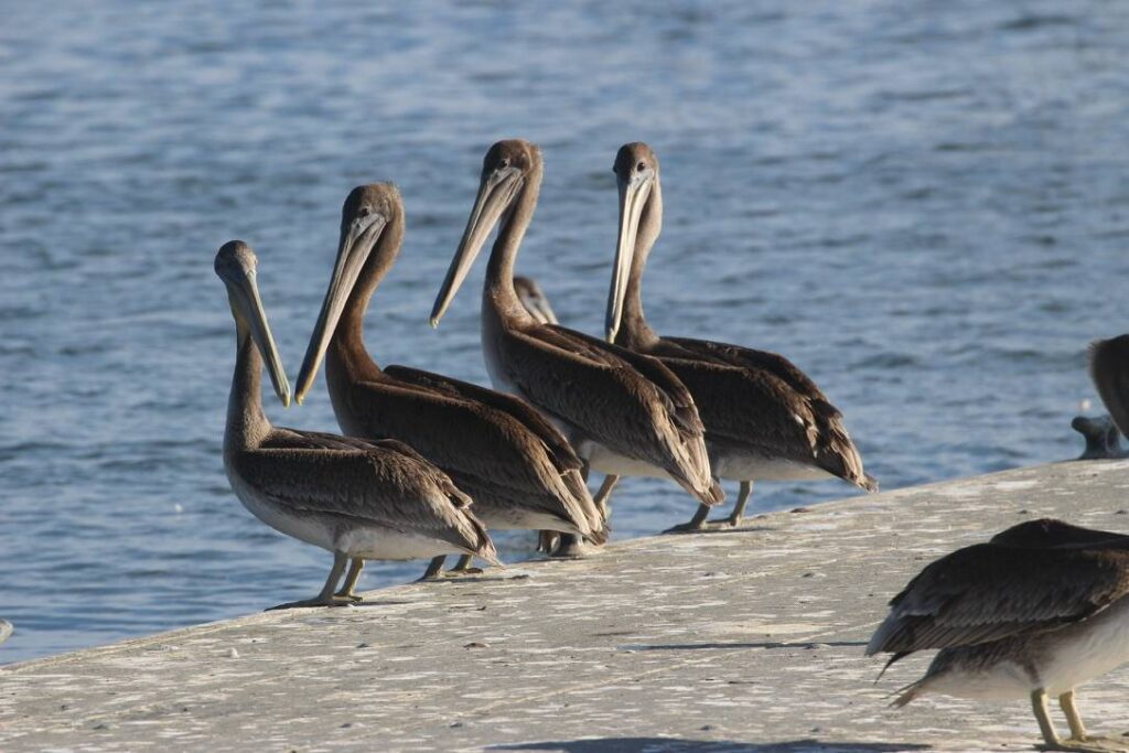 A photograph of four glorious young California Brown Pelicans perched on a dock. The back end of another pelican is visible at the front of the photo.