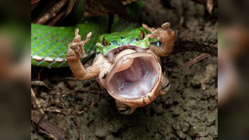 Venomous pit viper devouring a frog as it takes its final breath captured in gruesome photo