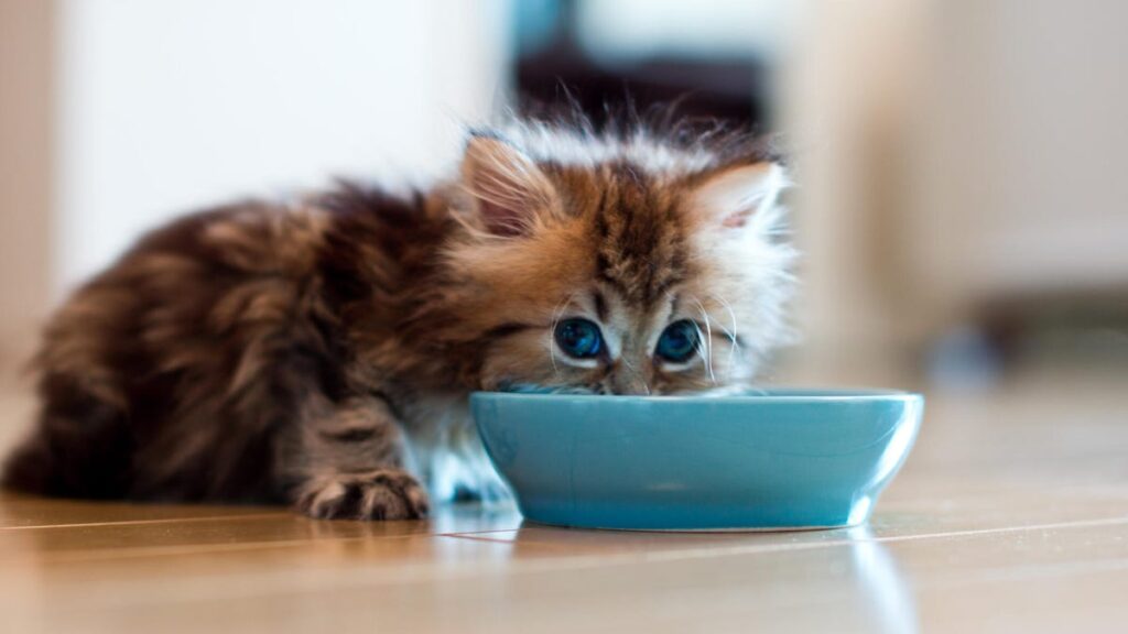 Persian kitten with blue eyes eating from blue bowl on floor