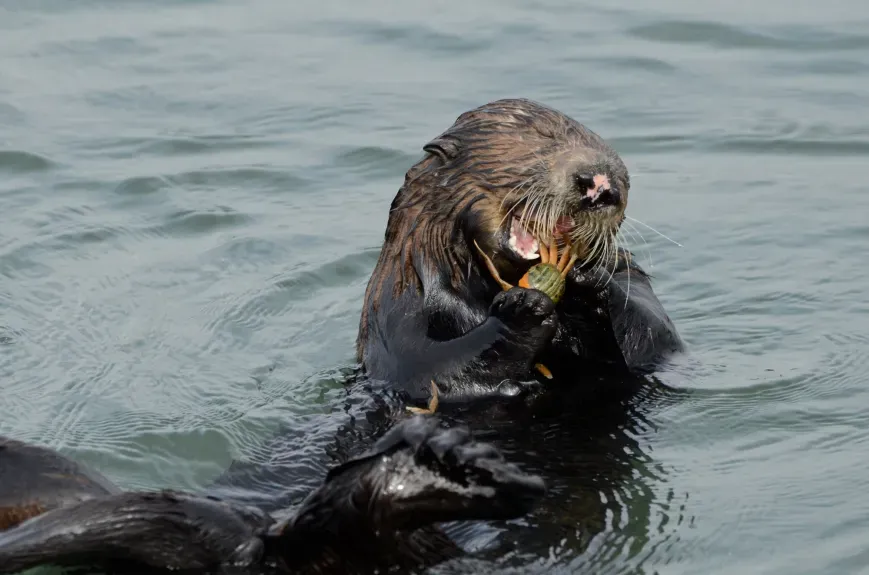 Hungry Sea Otters Are Taking a Bite Out of California's Invasive Crab Problem, New Study Finds