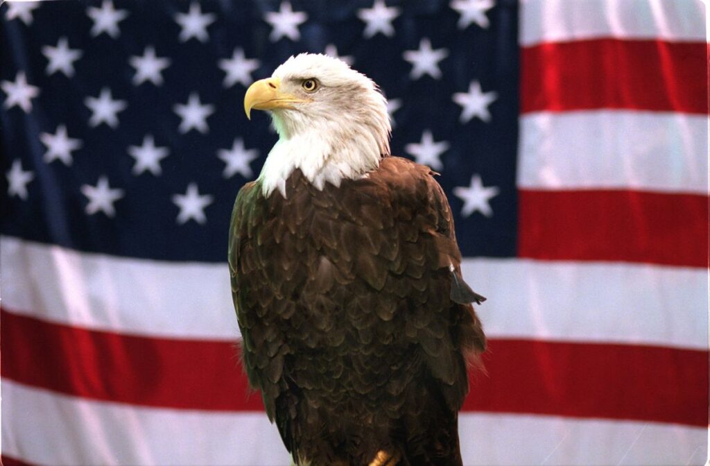 The Bald Eagle Just Became America's National Bird. What Took So Long?