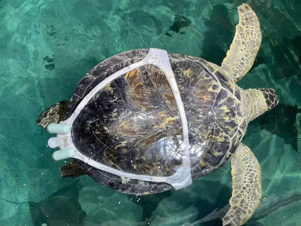 Sea Turtle With 'Bubble Butt Syndrome' Gets Another Chance at Floating Straight, Thanks to a 3D-Printed Harness