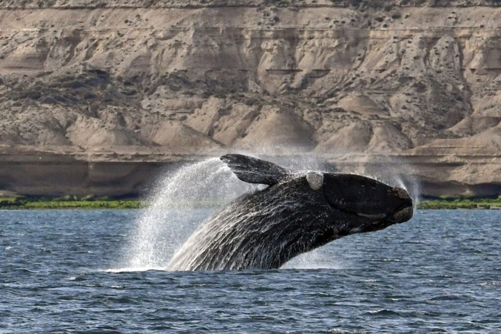 Some Whales Live Much Longer Than Previously Thought, a Discovery That Could Change How We Protect Them