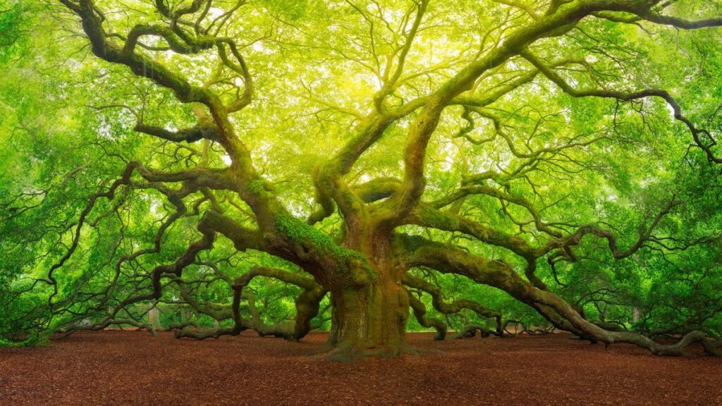 The rise of one of Earth's most iconic trees in an uncertain world