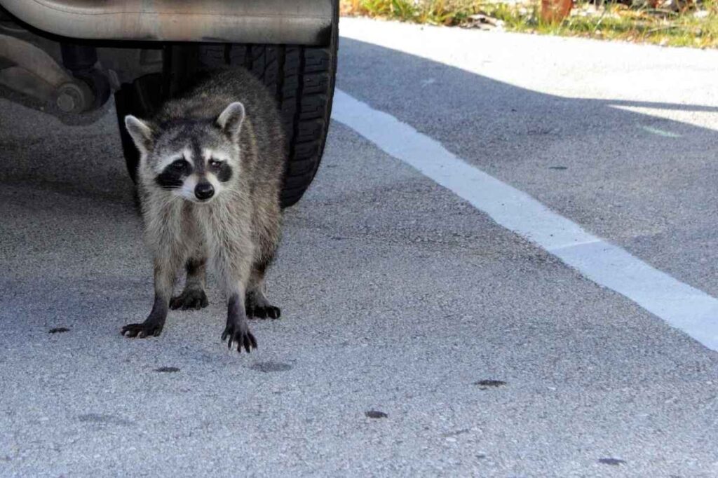 [Watch] Dozens of wild raccoons swarm Washington woman's driveway