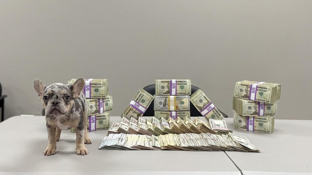 Texas police use probable cause to remove $250,000 cash and a French bulldog during a traffic stop