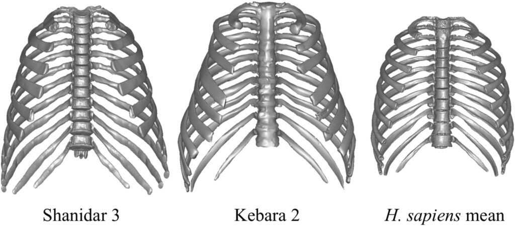 Were Neanderthals cold-adapted or were they just ready for anything? Ribcage reconstruction may hold the answer