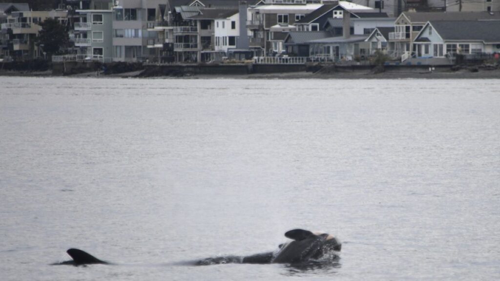 An endangered orca who gained fame for her dead calf has lost another