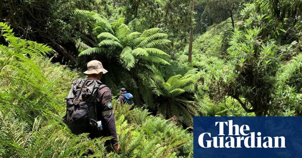 Fears for hiker in ‘bloody tough country’ as Kosciuszko search enters day 11 | New South Wales