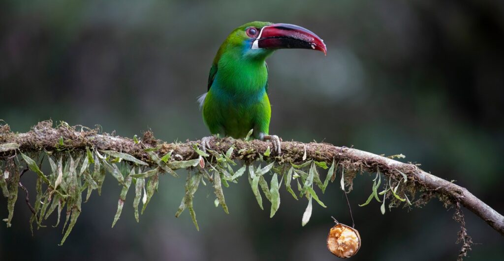 Colombia birdwatching tourism is booming. Here’s why that’s a good thing.