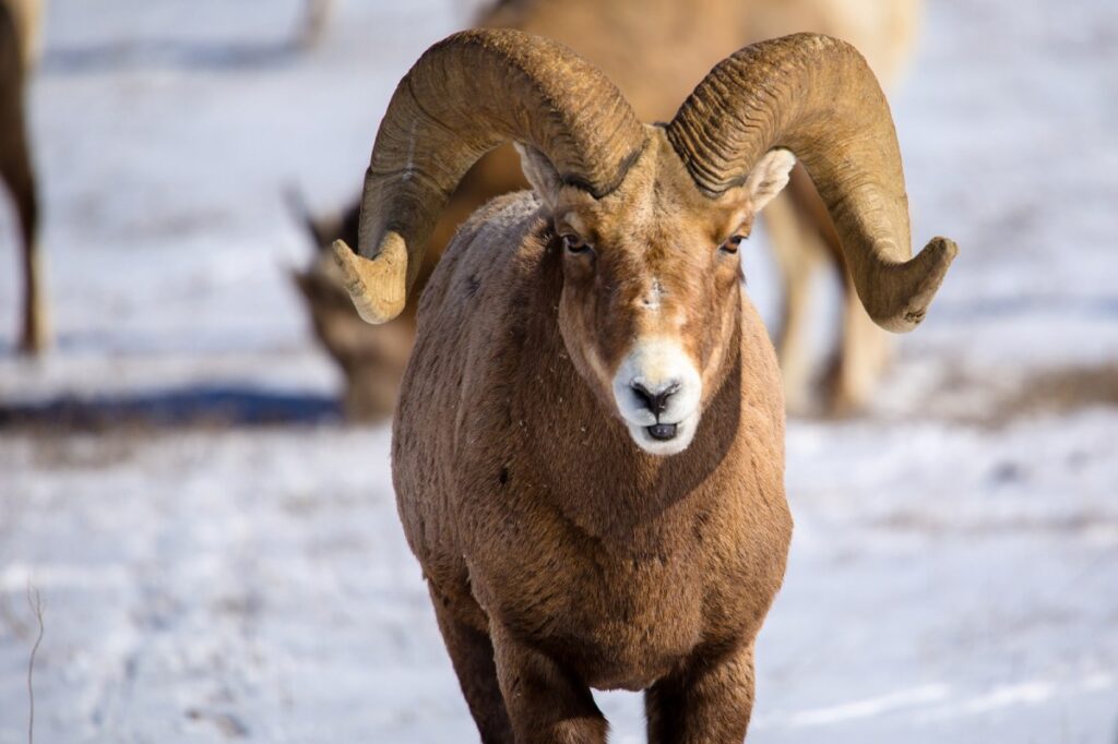 [Video] Bighorn sheep takes on family's SUV crossing through Jackson Hole, WY