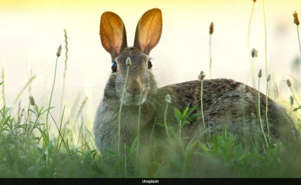 'Rabbit Fever', A Rare Disease, On The Rise In US