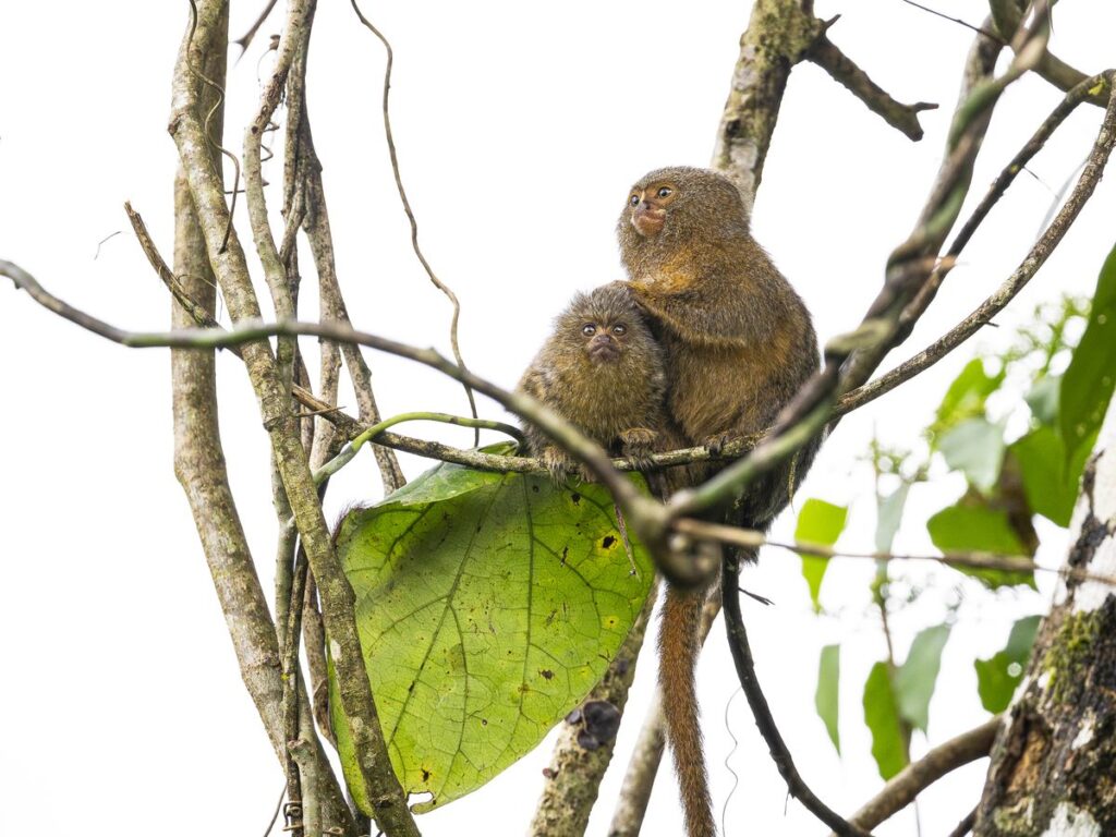 They're Adorable. And Endangered. Meet the World's Smallest Monkey: the Pygmy Marmoset