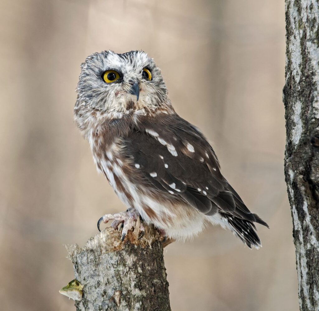 Meet the Tiny, Adorable Owls That Have Mastered the Art of Hiding