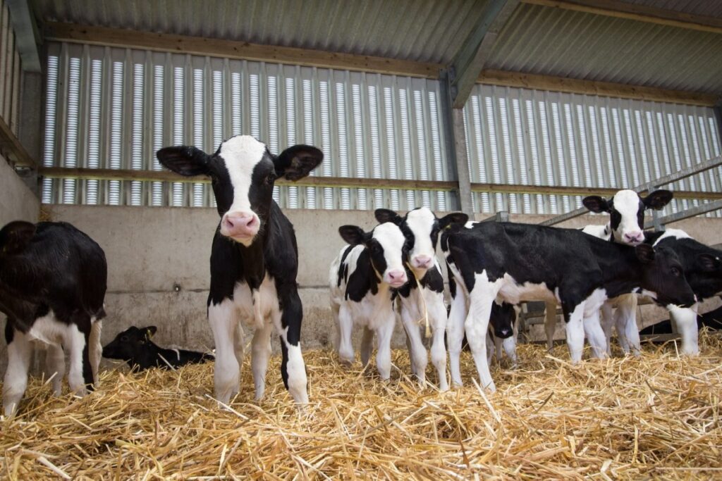 157 calves tried escaping after a Texas driver flipped their trailer