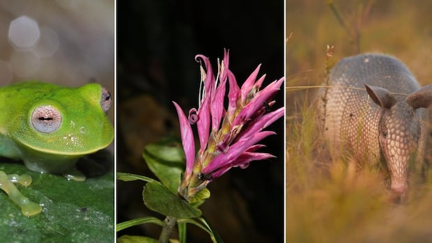 Huge hummingbird, 'starry night' gecko among new species of 2024